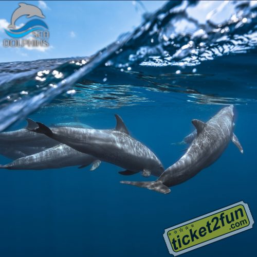 SeaDolphins Algarve