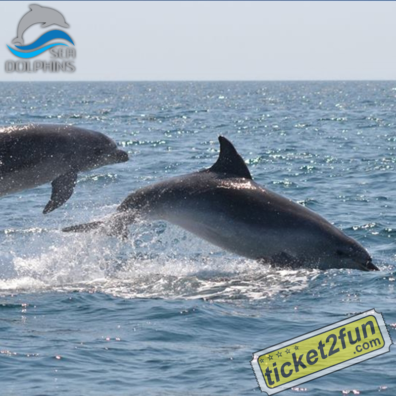 SeaDolphins Algarve